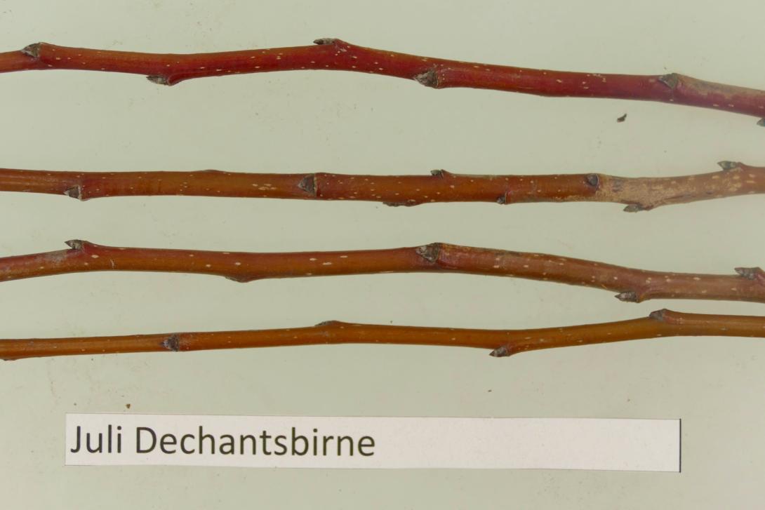 Julidechantsbirne