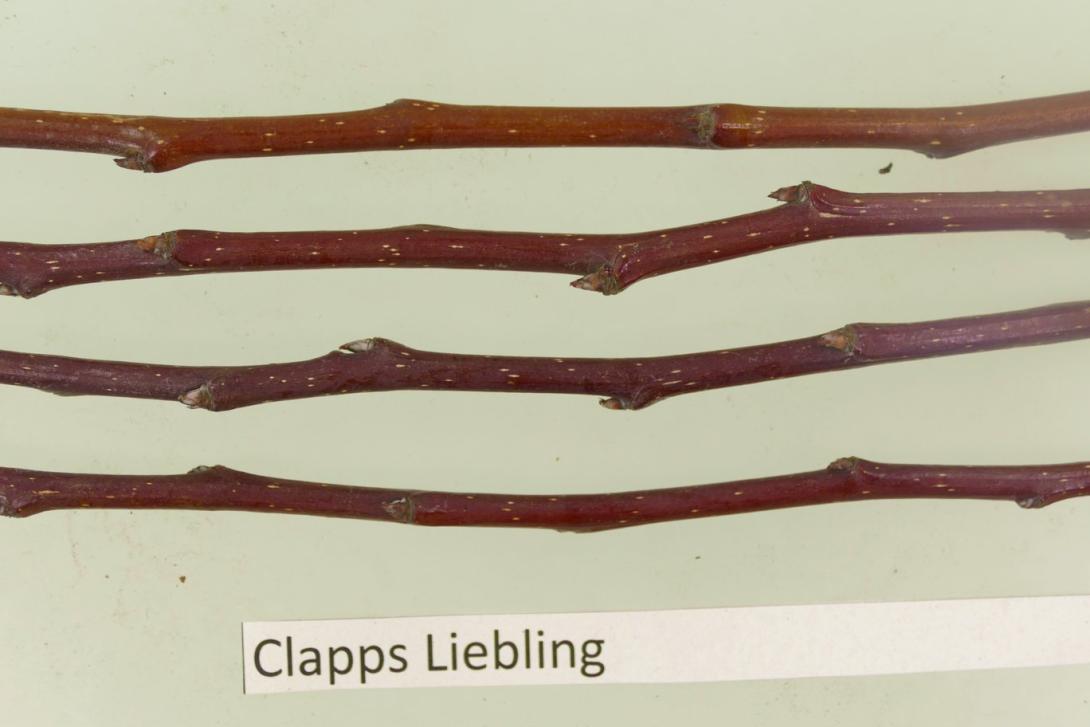 Clapps Liebling