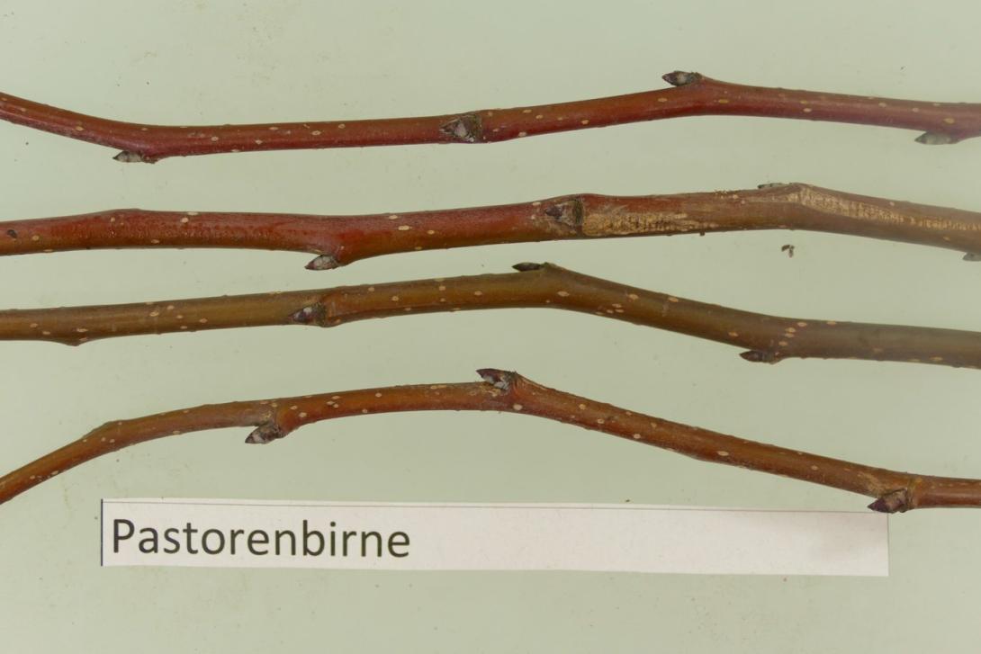 Pastorenbirne