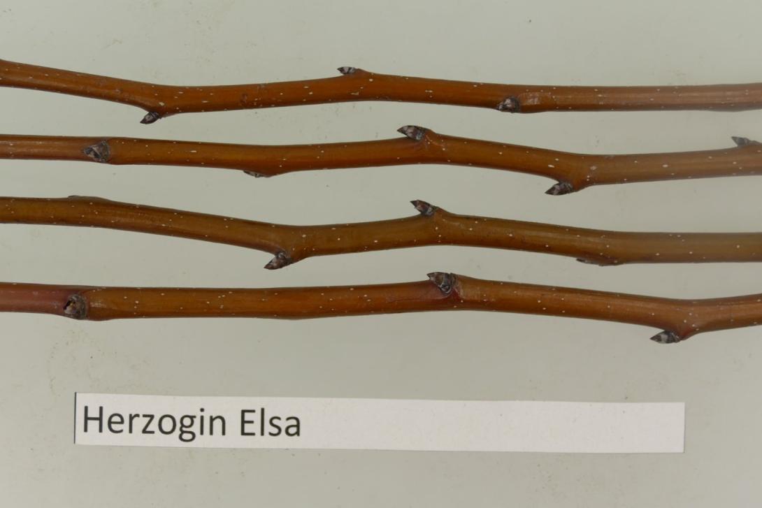 Herzogin Elsa