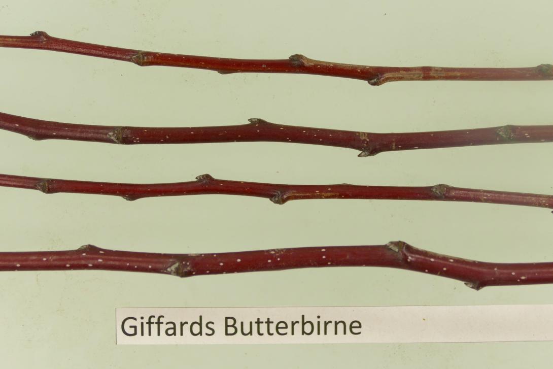 Giffards Butterbirne