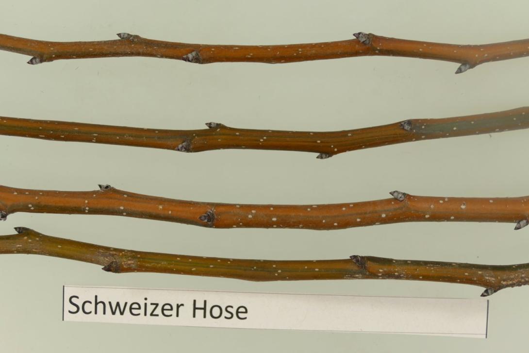 "Falsche Schweizerhose"-AN