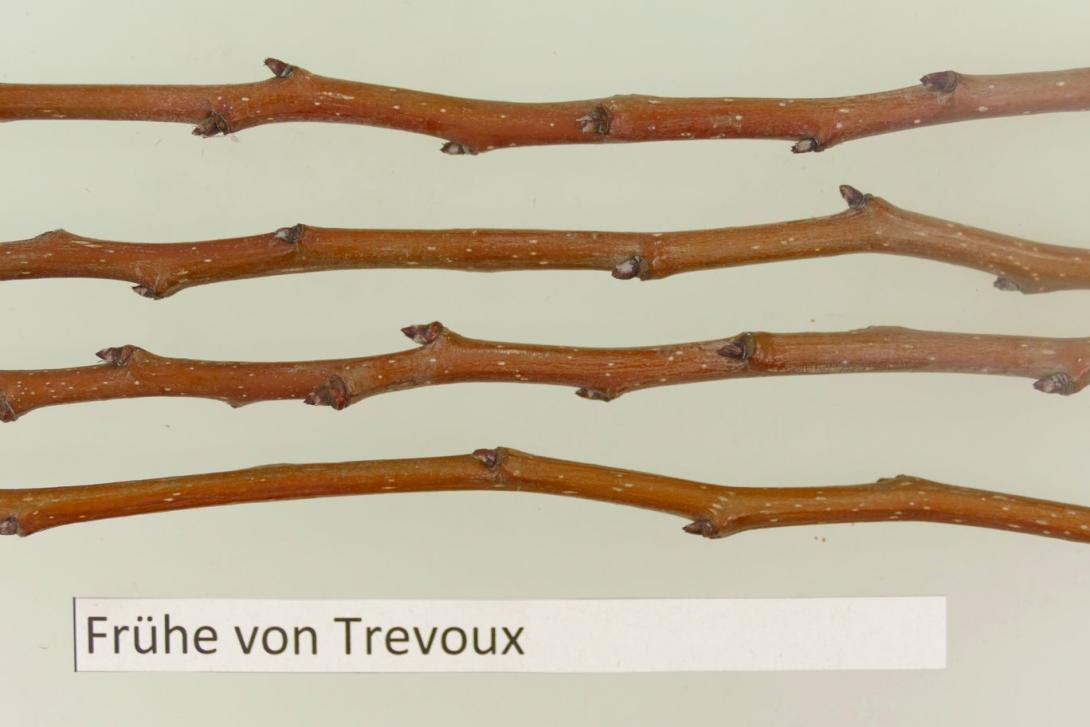 Frühe aus Trevoux