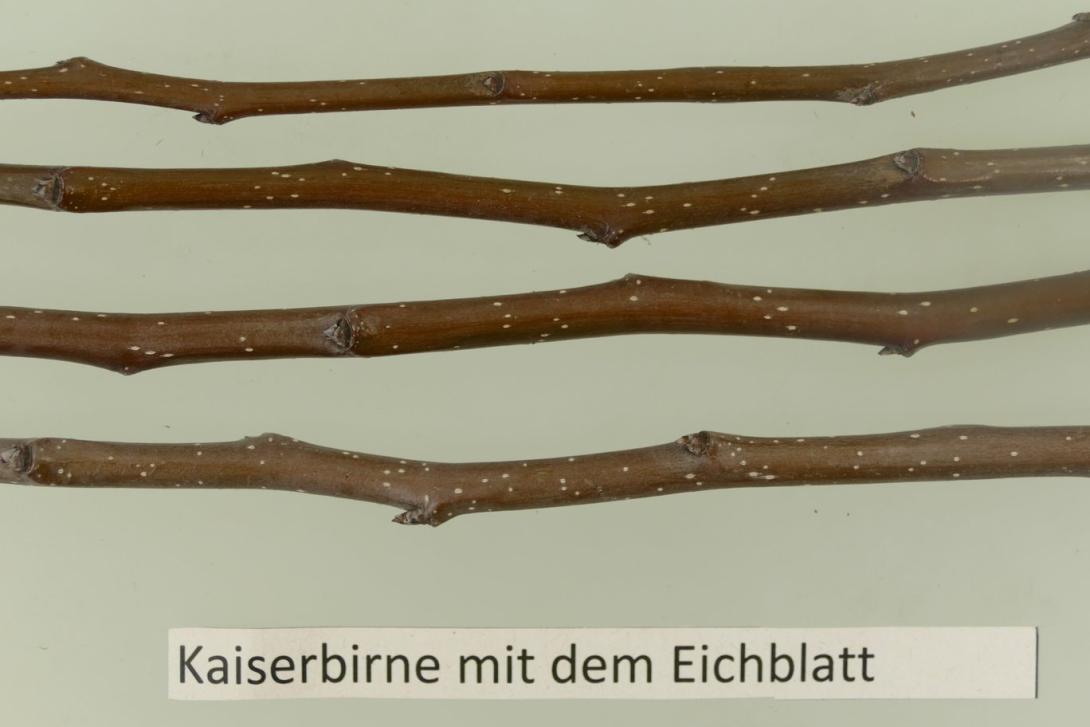 Kaiserbirne mit dem Eichblatt