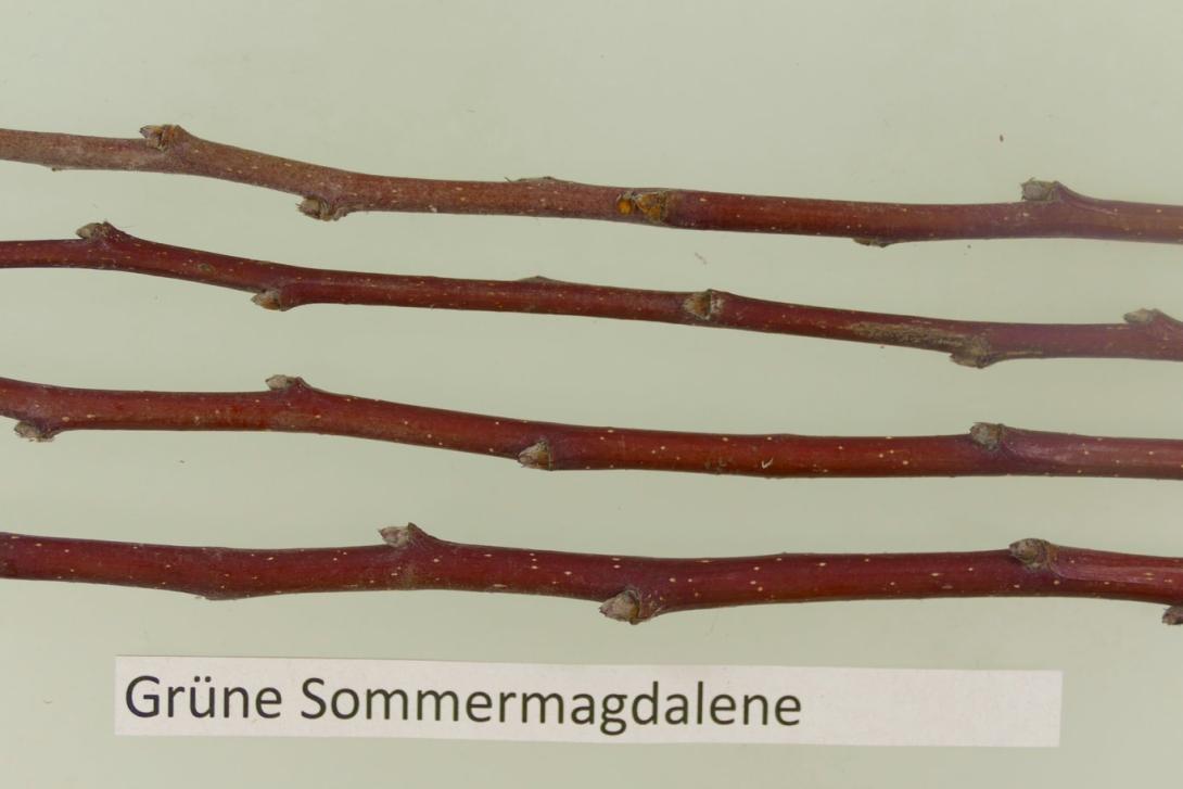 Grüne Sommermagdalene
