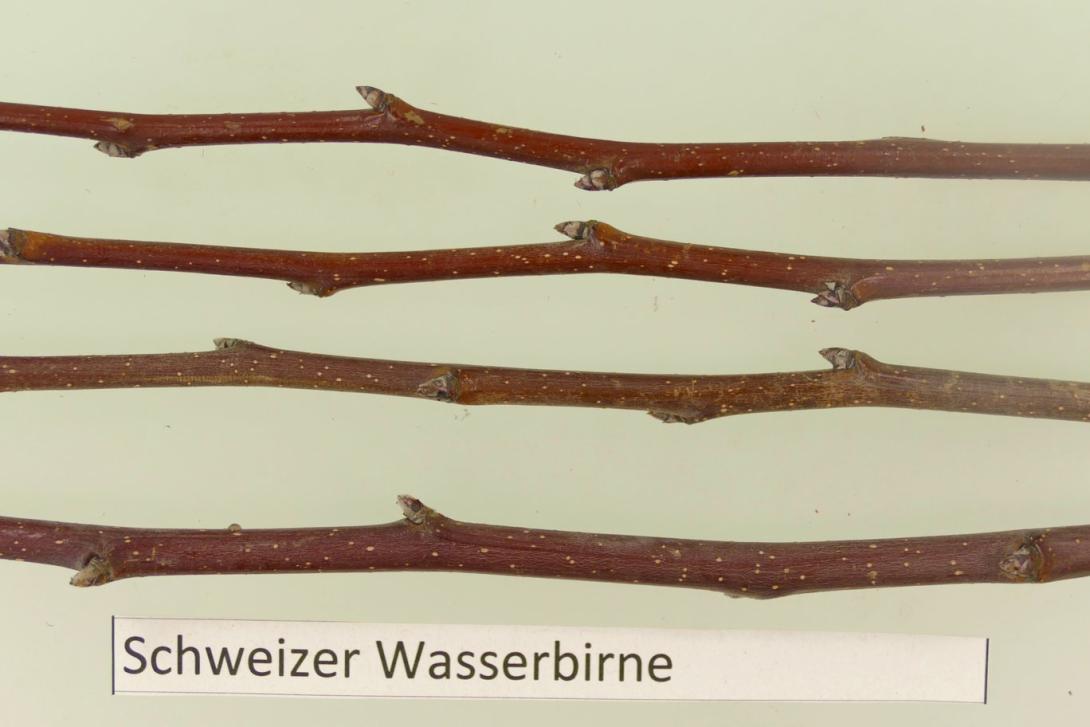 Schweizer Wasserbirne