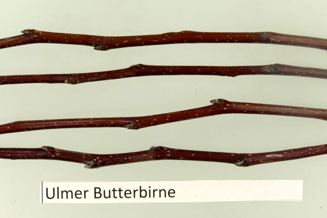 Ulmer Butterbirne