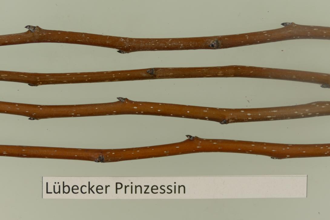 Lübecker Prinzessinbirne