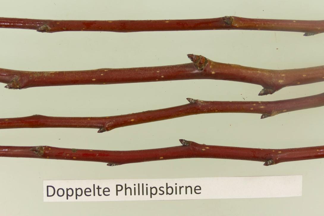Doppelte Philippsbirne