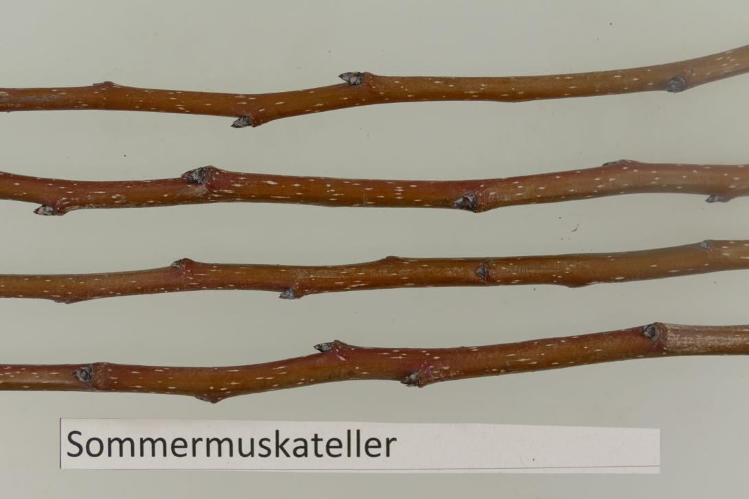 Sommermuskateller