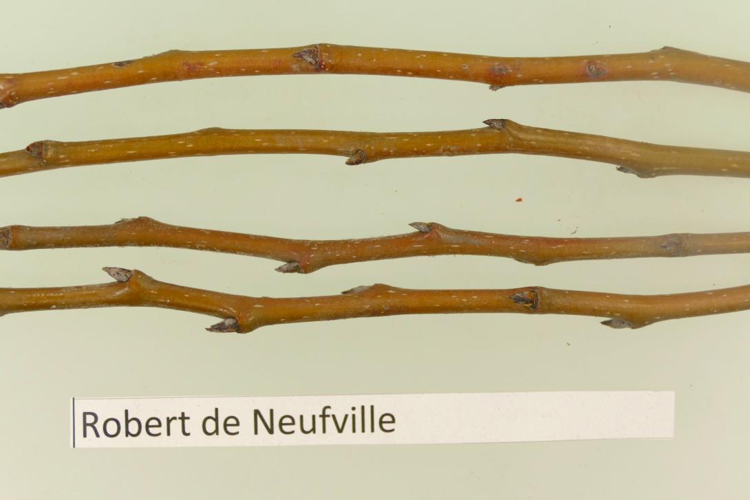 Robert de Neufville