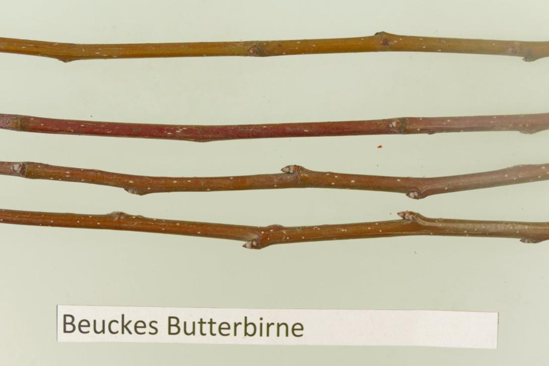 Beuckes Butterbirne