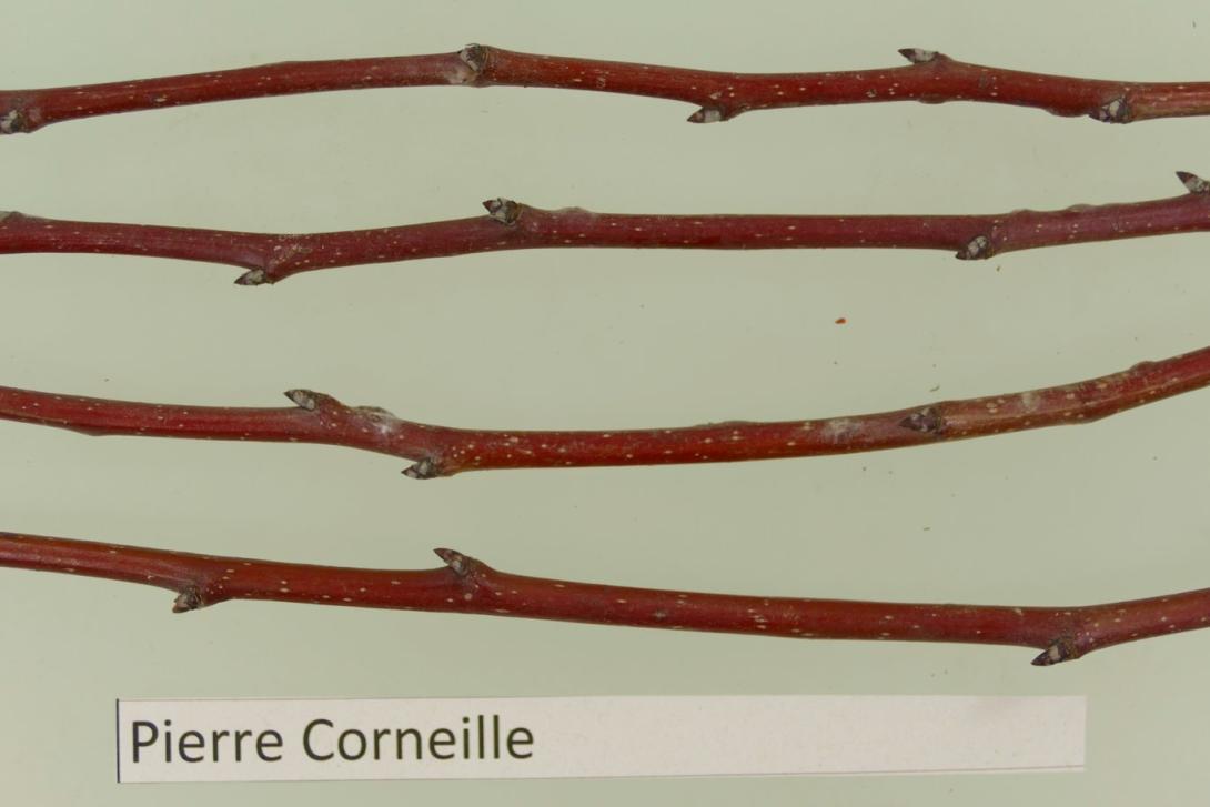 Pierre Corneille