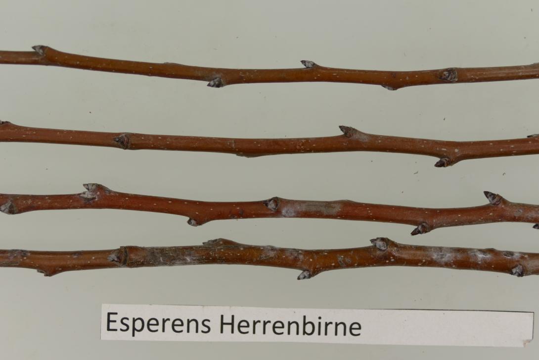Esperens Herrenbirne