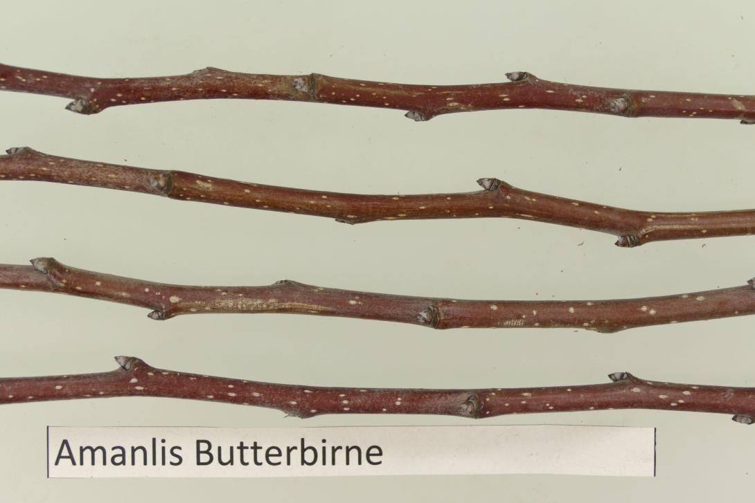 Amanlis Butterbirne