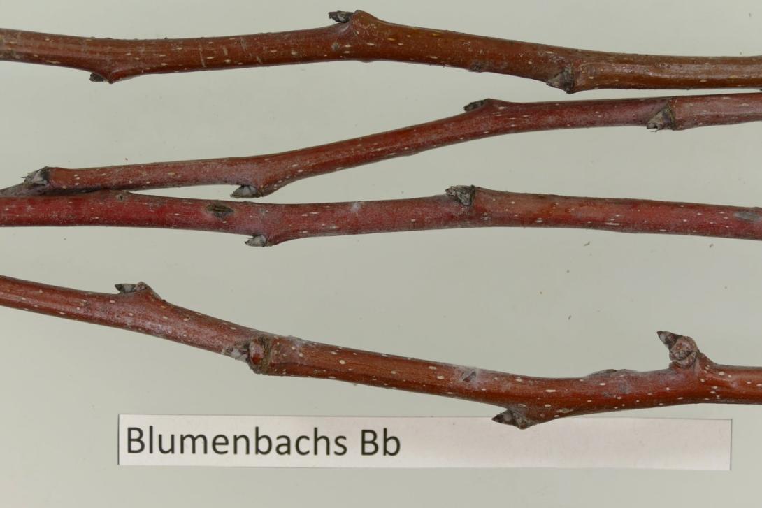 Blumenbachs Butterbirne