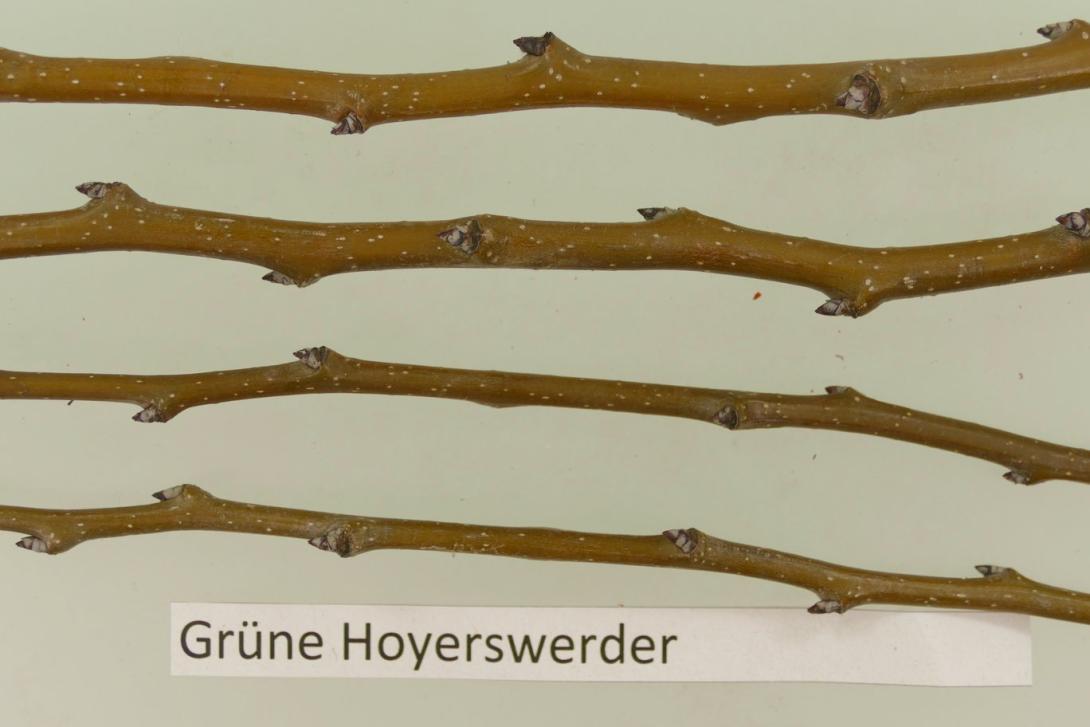 Grüne Hoyerswerder