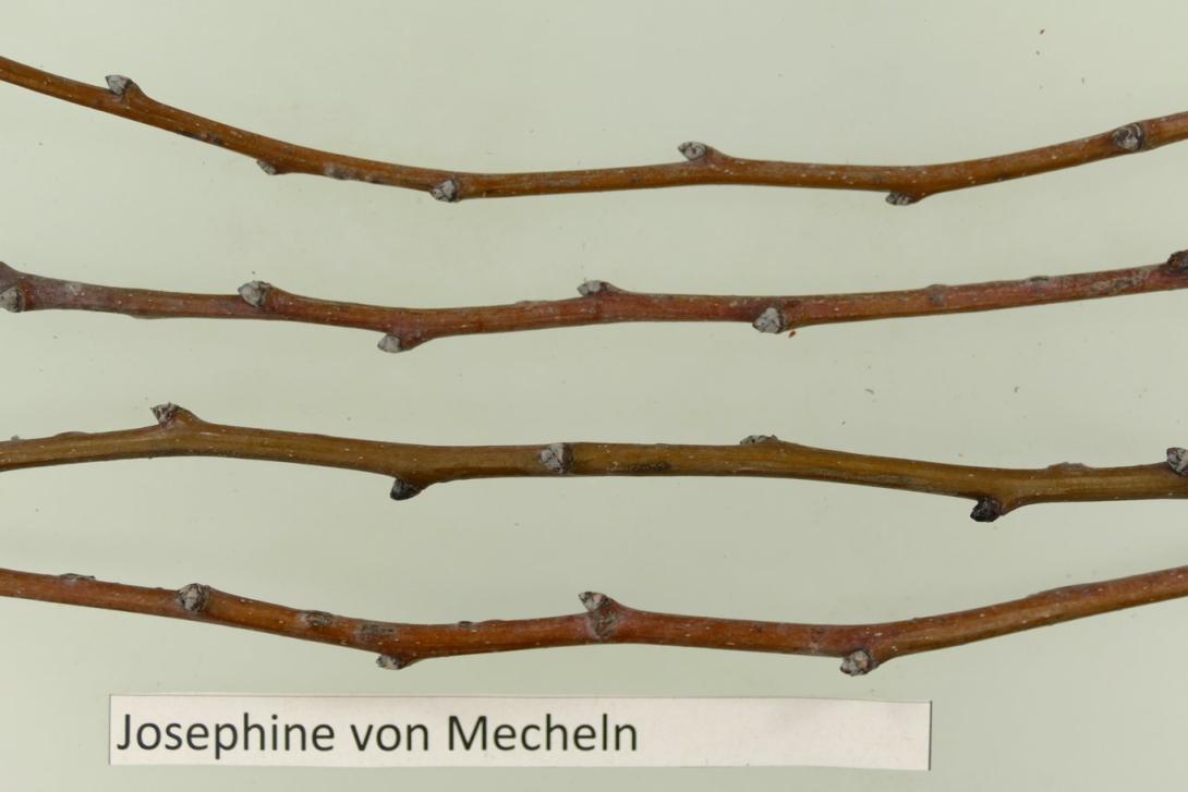 Josephine aus Mecheln