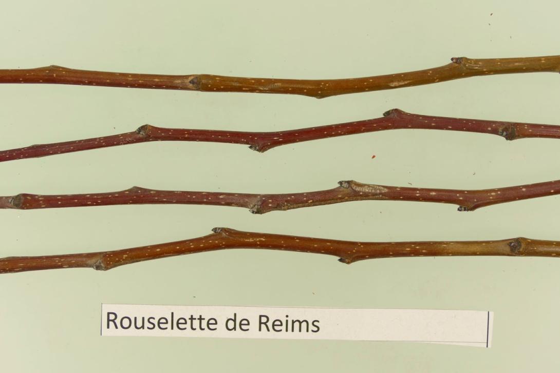 Russelet aus Reims
