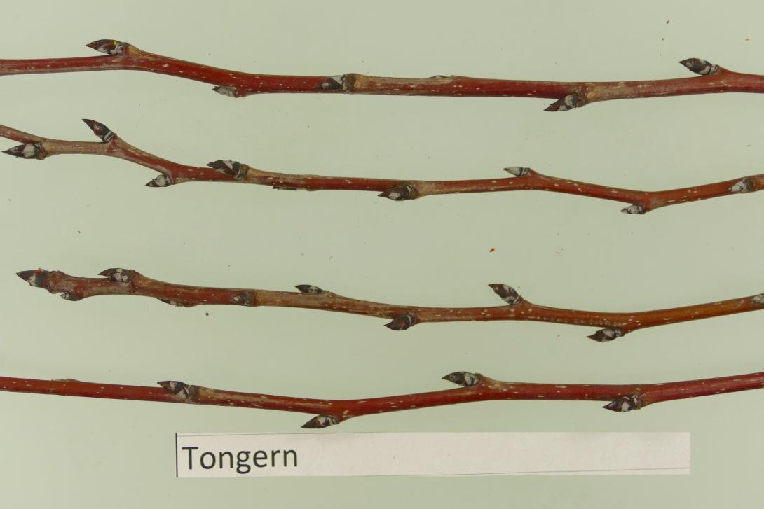 Tongern