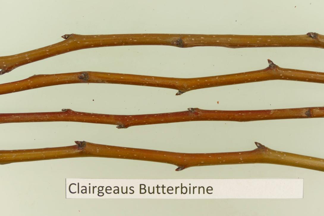 Clairgeaus Butterbirne
