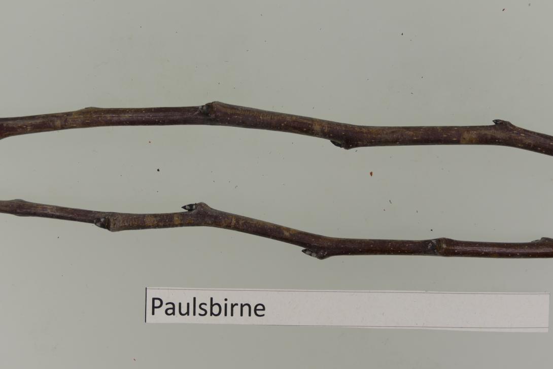 Paulsbirne