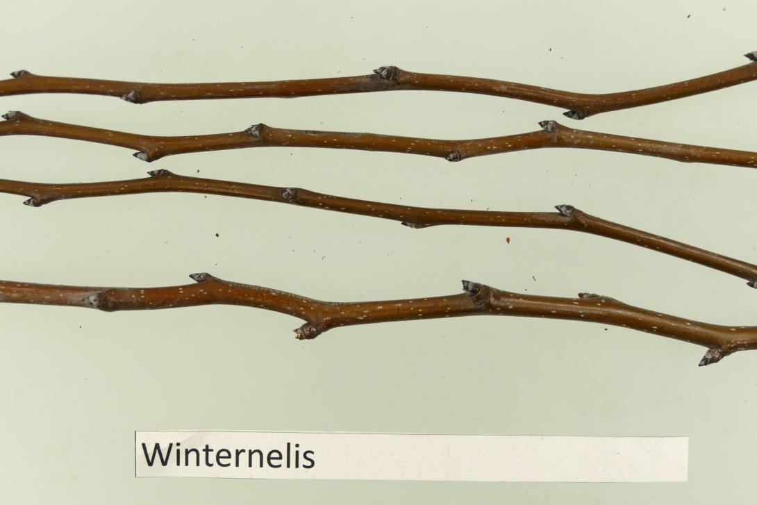 Winternelis