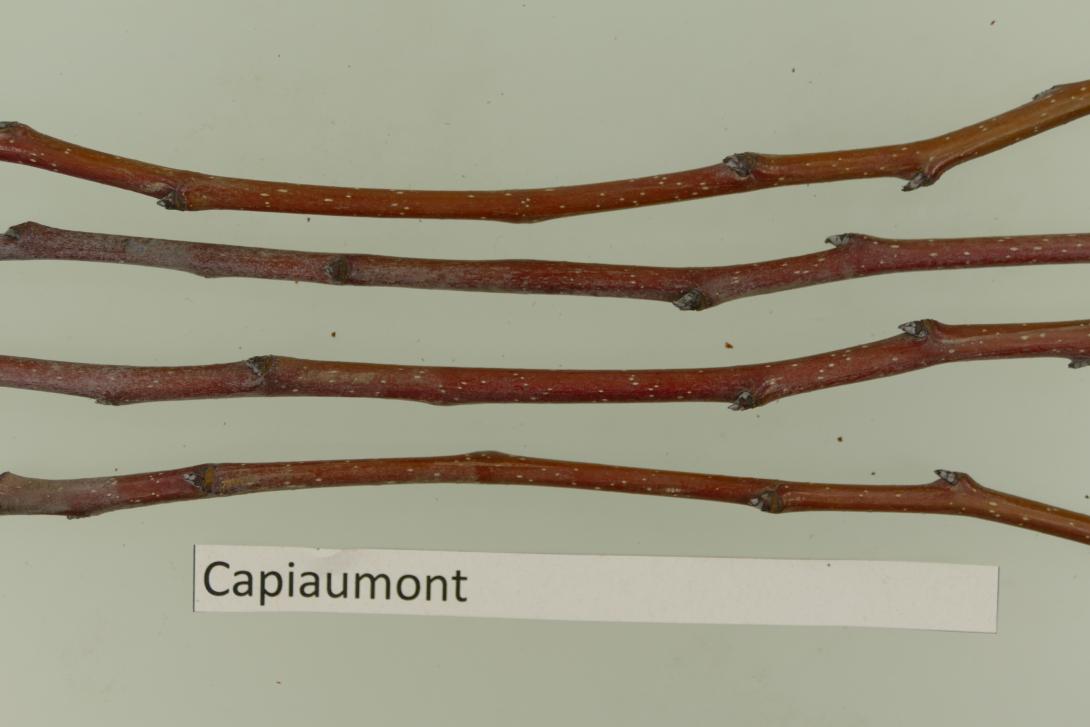 Capiaumont
