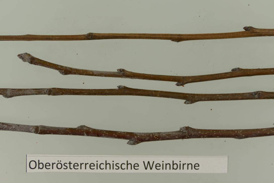 Oberösterreichische Weinbirne