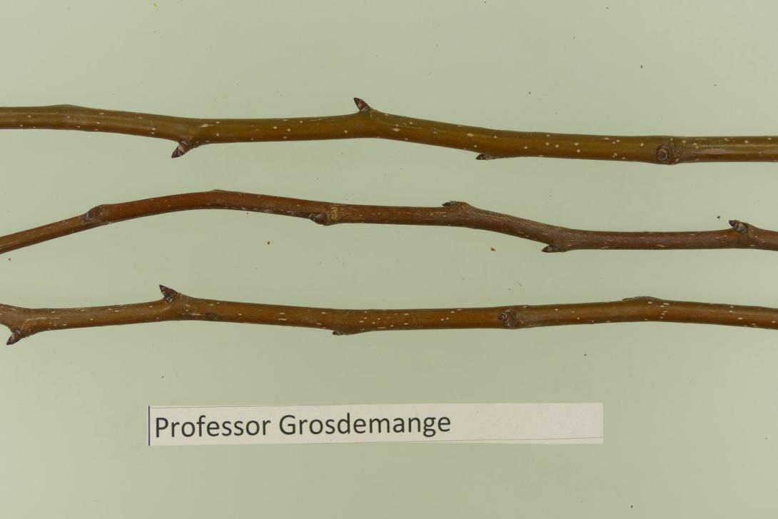 Professor Grosdemange