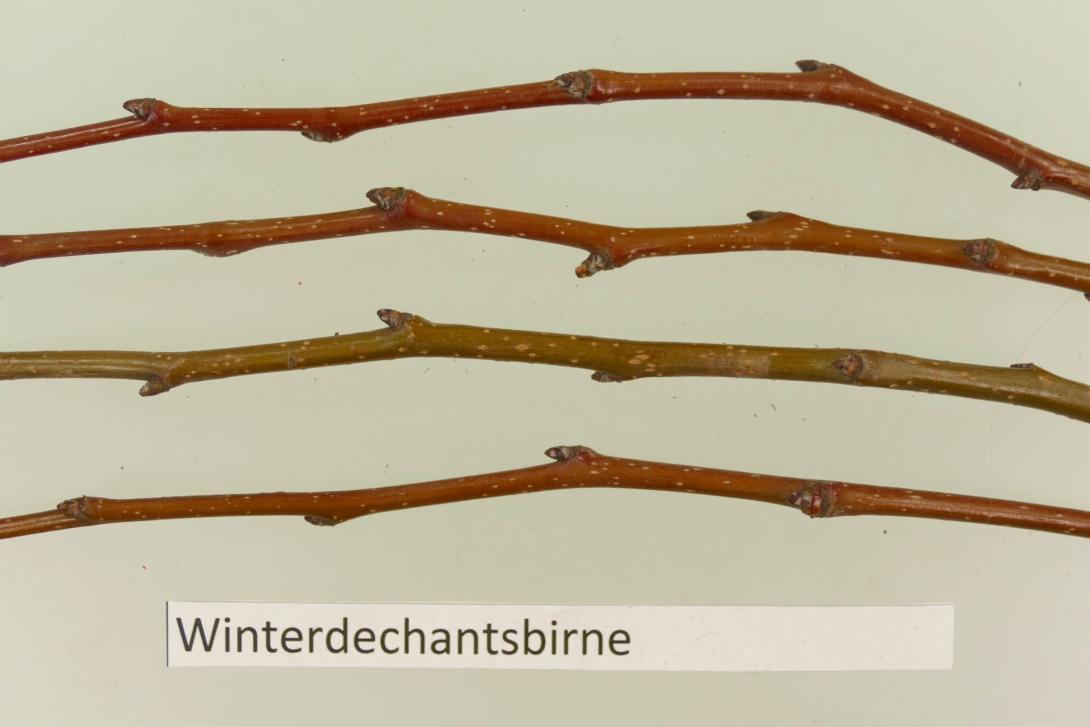 Winterdechantsbirne