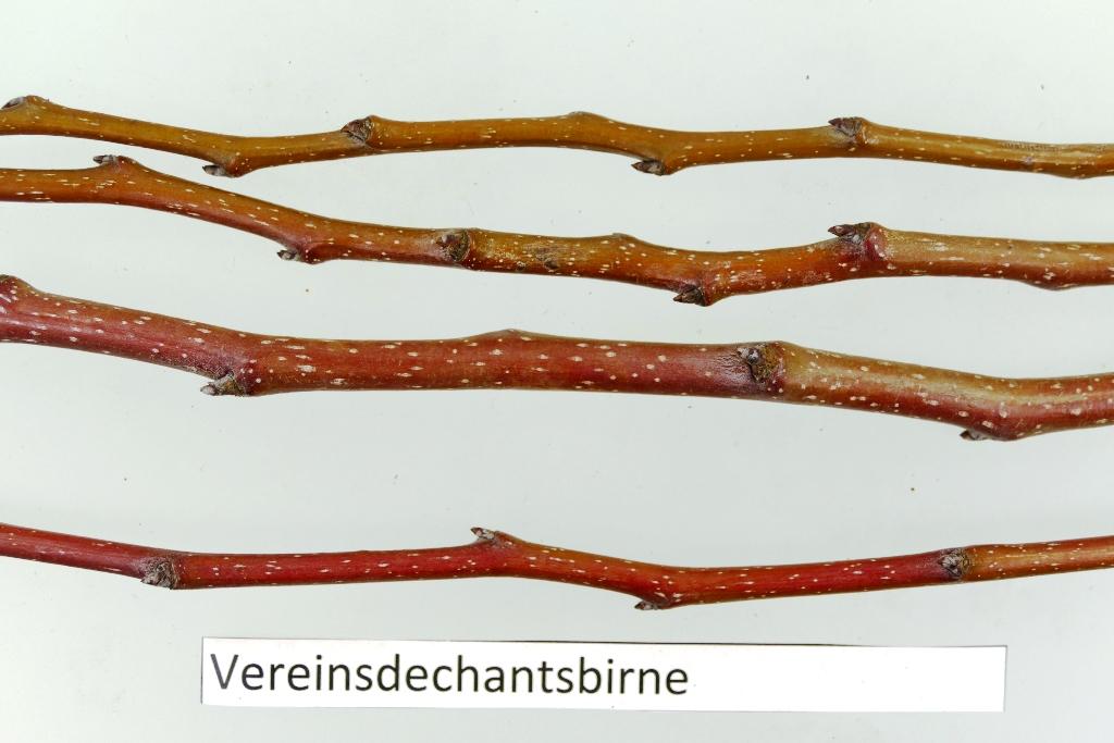 Vereinsdechantsbirne