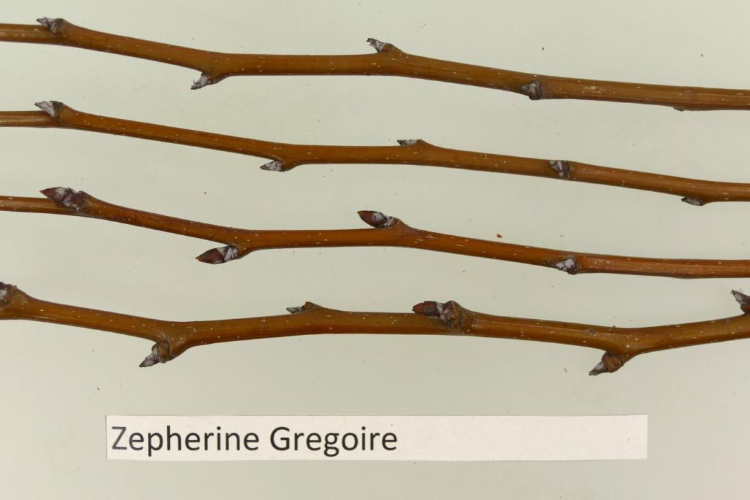 Zephirin Gregoire