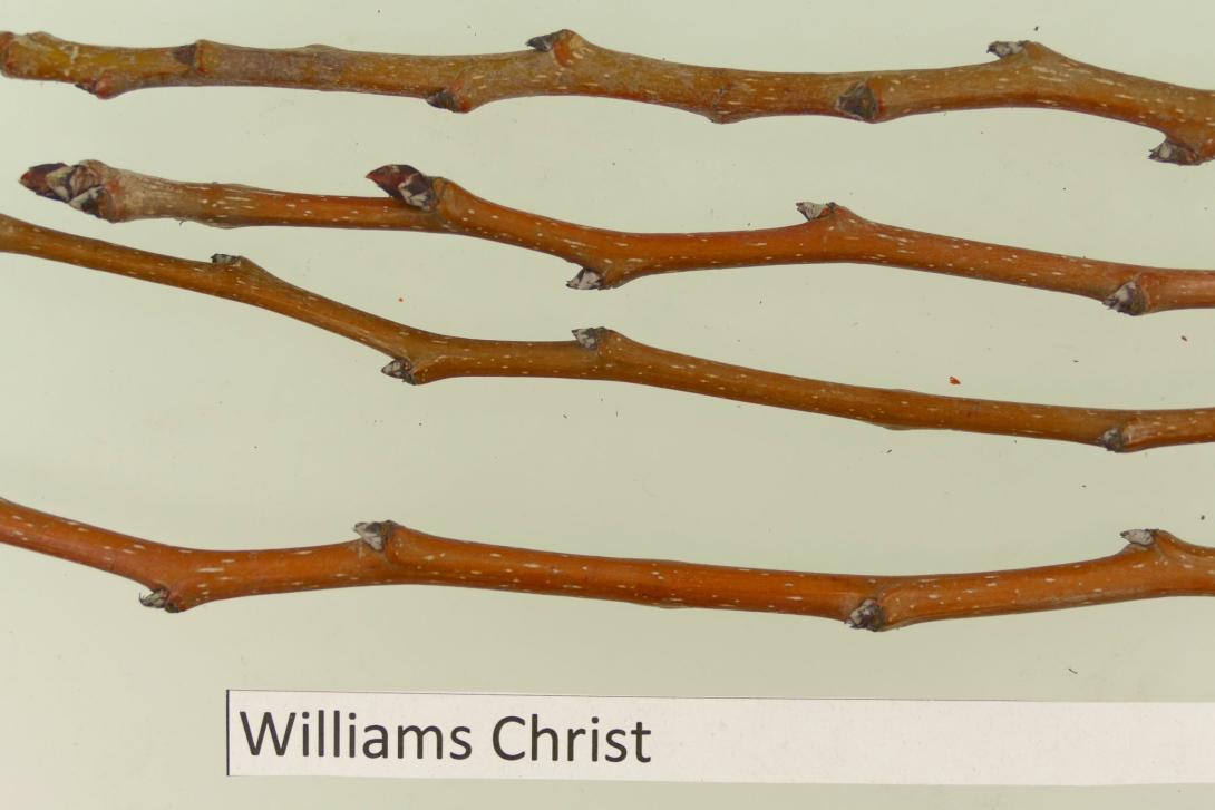 Williams Christ