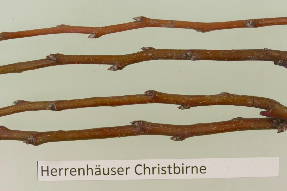 Herrenhäuser Christbirne
