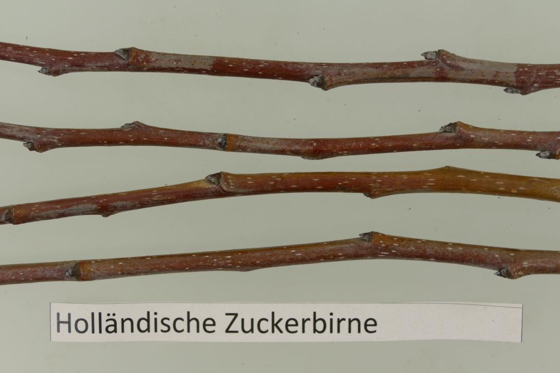 Holländische Zuckerbirne