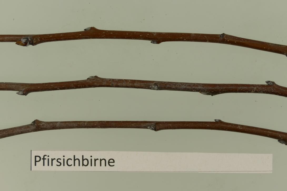 Pfirsichbirne