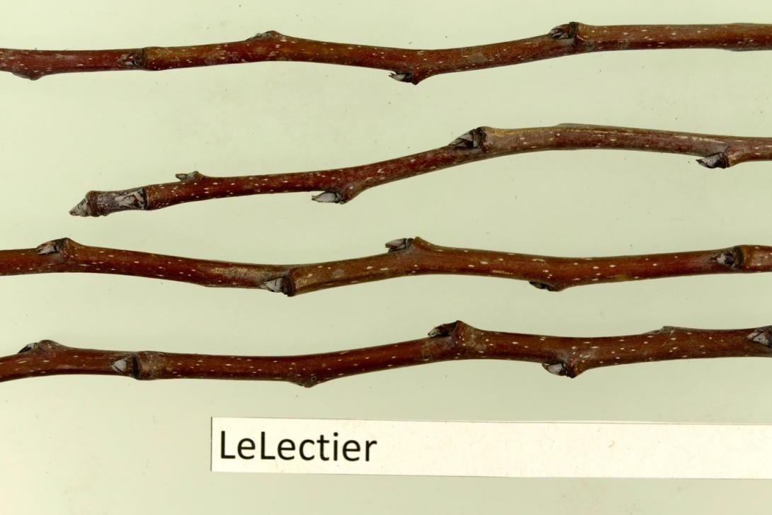 Le Lectier