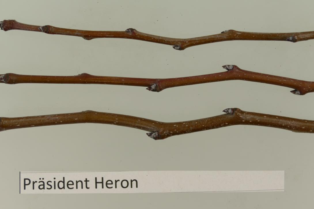 Präsident Heron