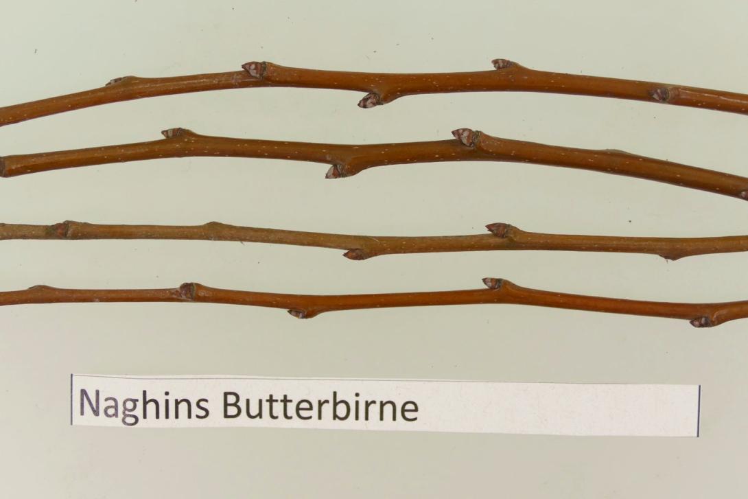 Naghins Butterbirne