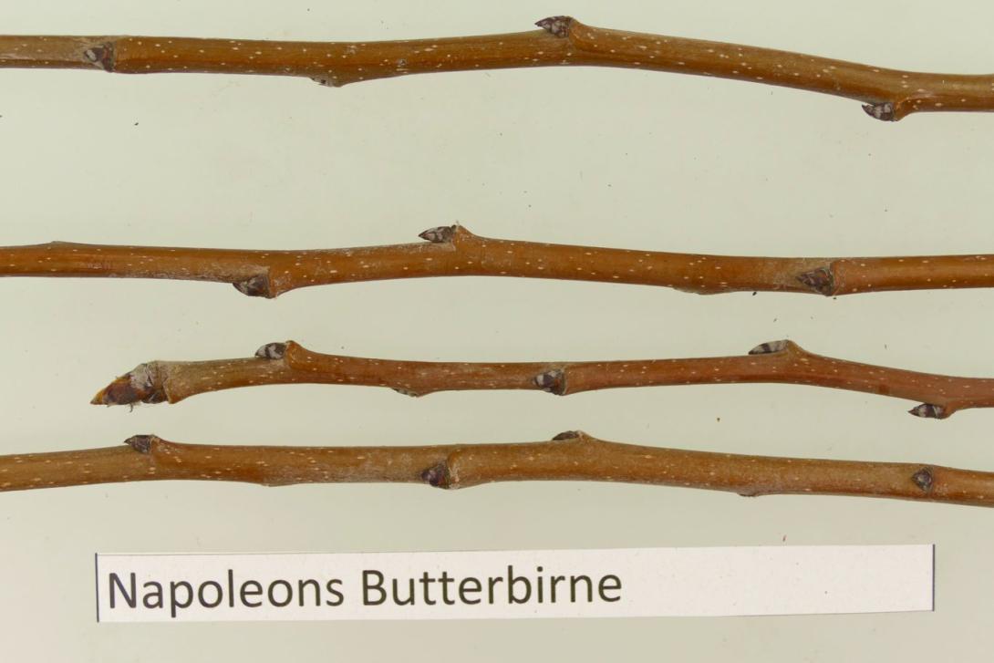Napoleons Butterbirne