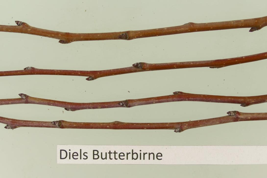 Diels Butterbirne