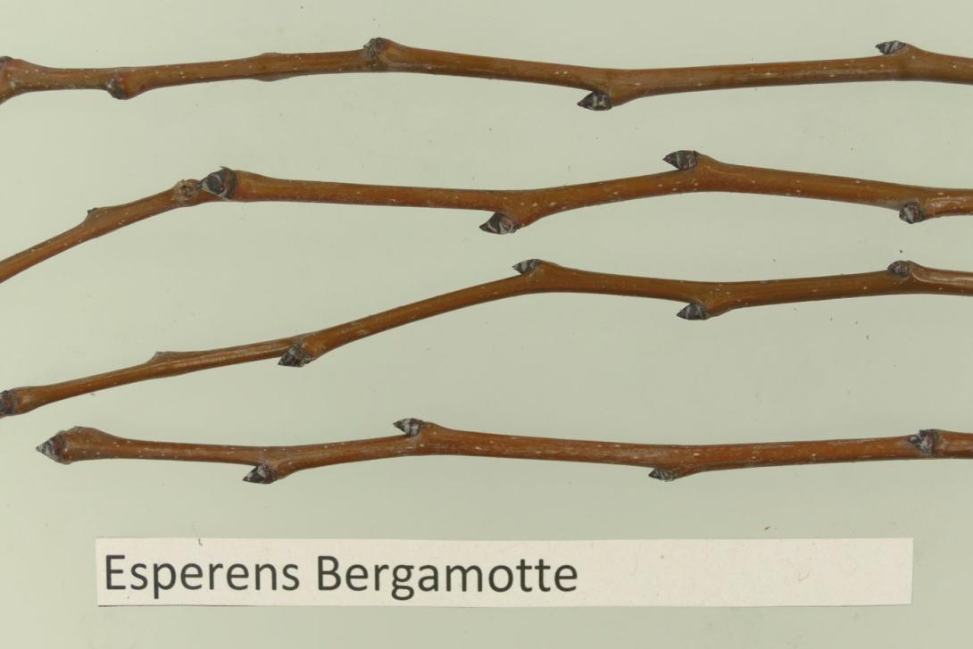 Esperens Bergamotte