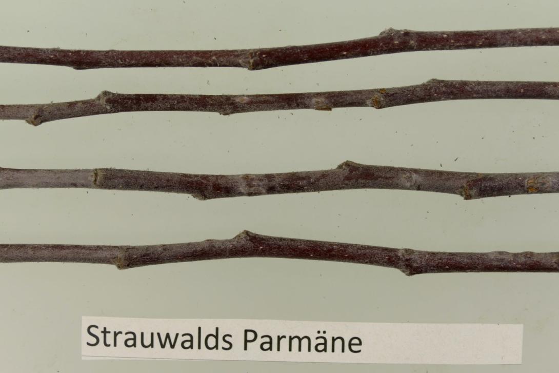 Strauwalds Parmäne