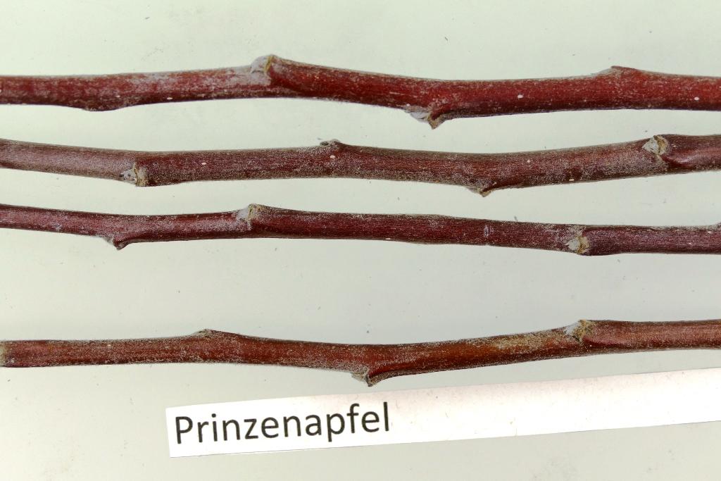 Prinzenapfel