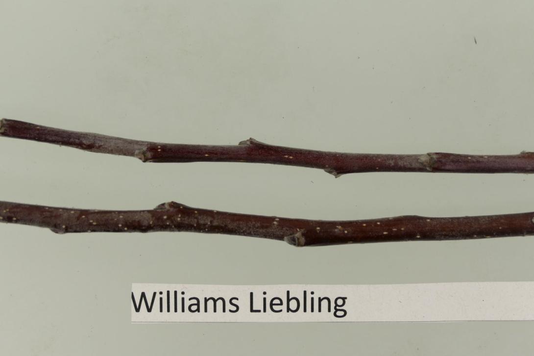 Williams Liebling
