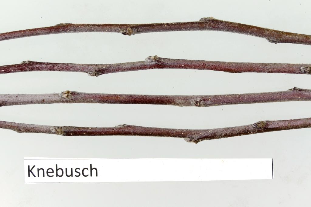 Knebusch