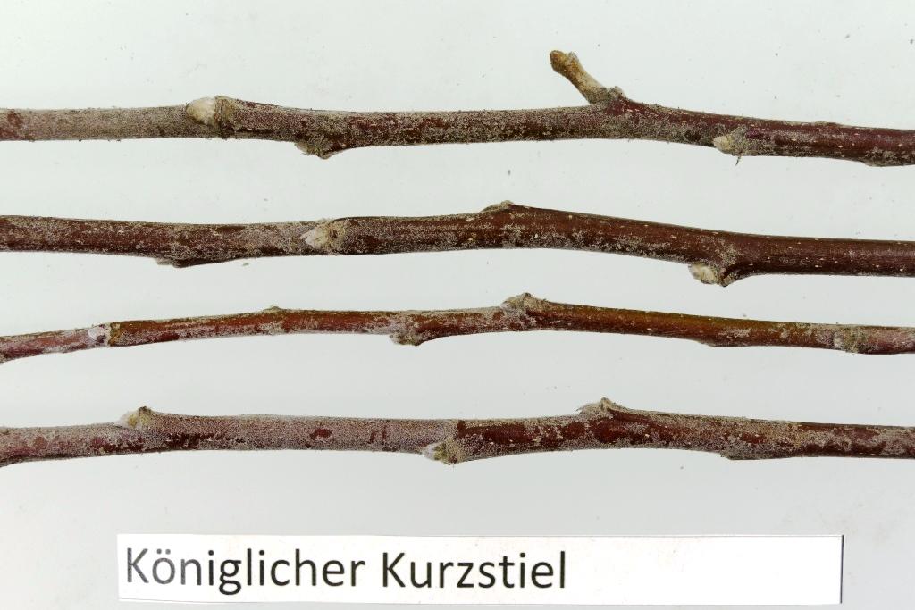Königlicher Kurzstiel