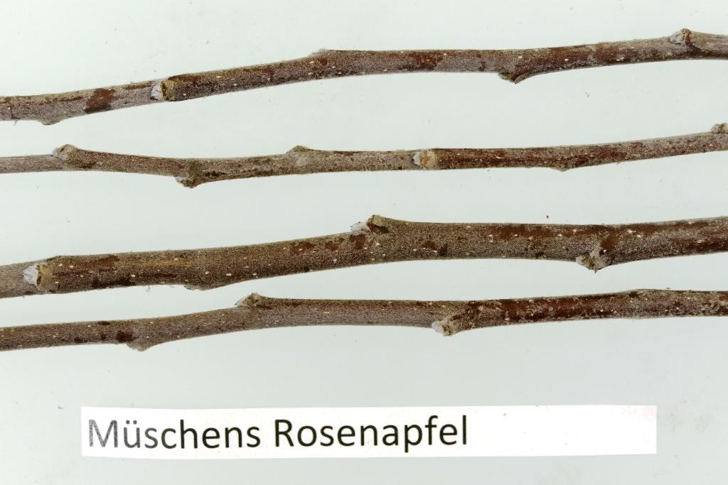 Müschens Rosenapfel