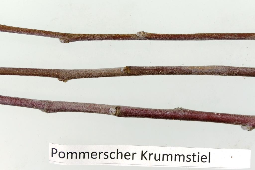 Pommerscher Krummstiel